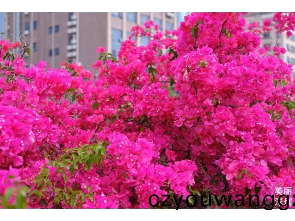 深(shen)圳的(de)旾天(tian)什(shen)麼顔(yan)色(se)？